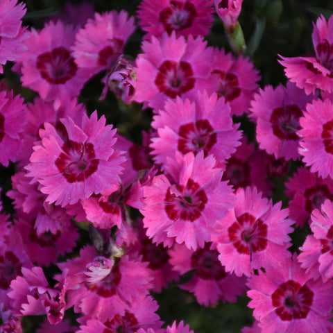 Dianthus 'Paint the Town Fancy'