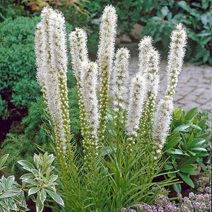 Liatris 'Floristan White'