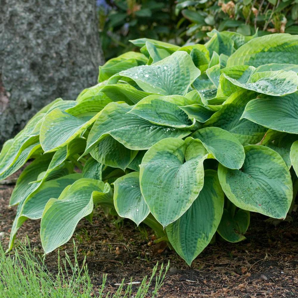 Hosta 'Frances Williams'