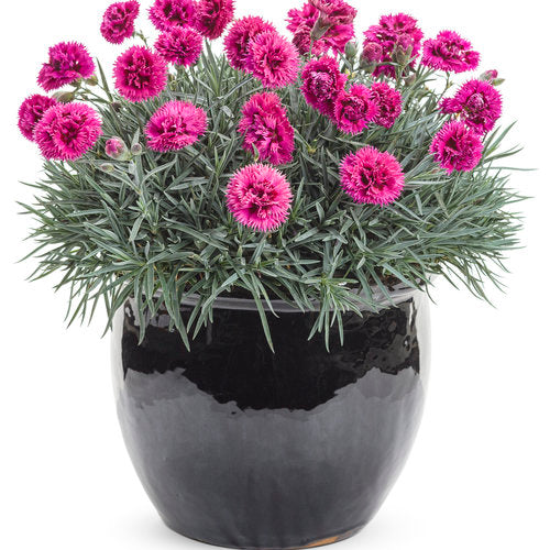 Dianthus 'Spiked Punch'