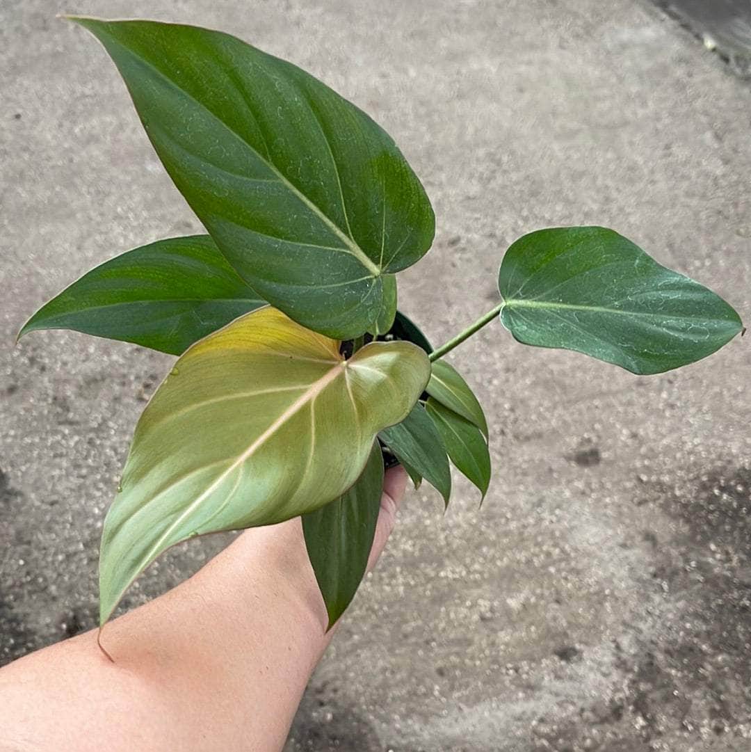 Philodendron 'Summer Glory'
