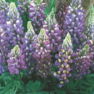 Lupine 'Gallery Blue'