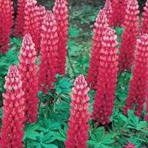 Lupine 'Gallery Red'