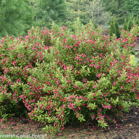 Weigela 'Sonic Bloom Ghost'