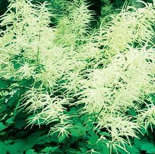 Giant Goat's Beard