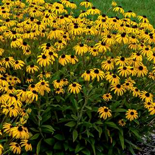 Rudbeckia 'American Gold Rush'