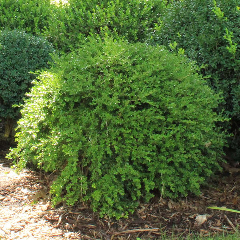 Boxwood 'Green Gem'