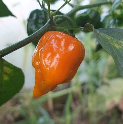 Hot Pepper 'Habanero'