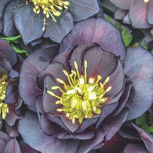 Helleborus 'Dark and Handsome'