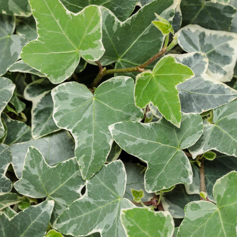 Ivy 'Glacier'