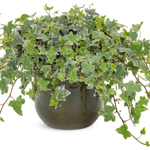 Ivy 'Glacier'