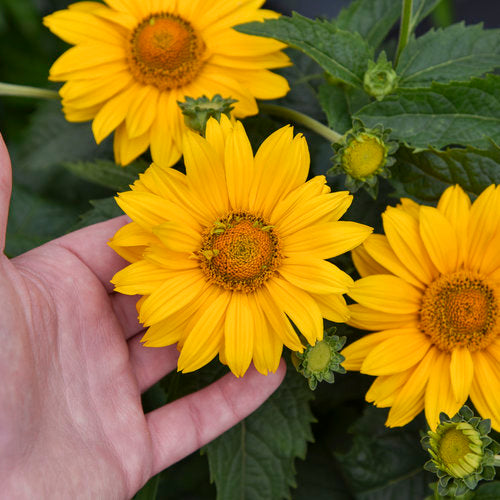 False Sunflower 'Tuscan Gold'