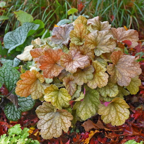 Heuchera 'Toffee Tart'