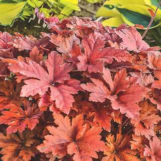 Heucherella 'Hopscotch'