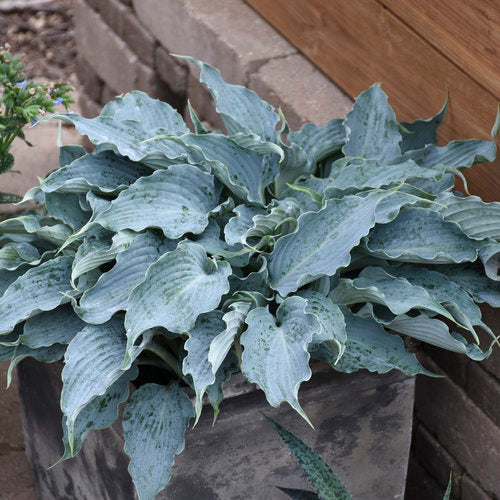 Hosta 'Waterslide' PW