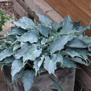 Hosta 'Waterslide' PW
