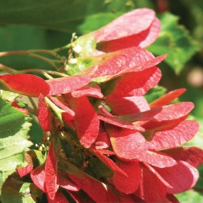 Maple 'Hot Wings'