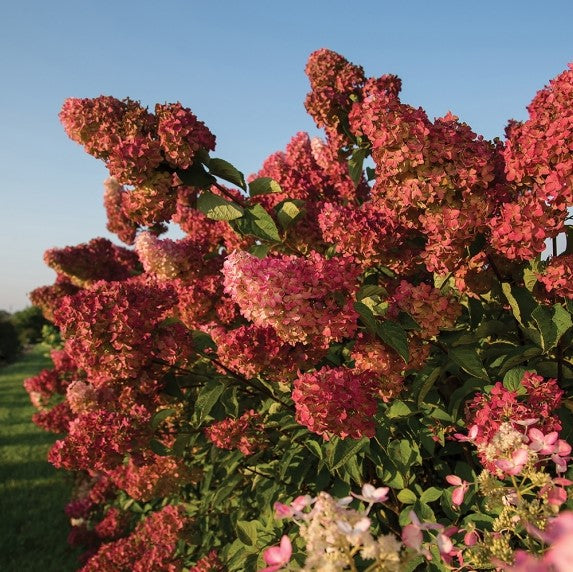 Hydrangea - Berry White