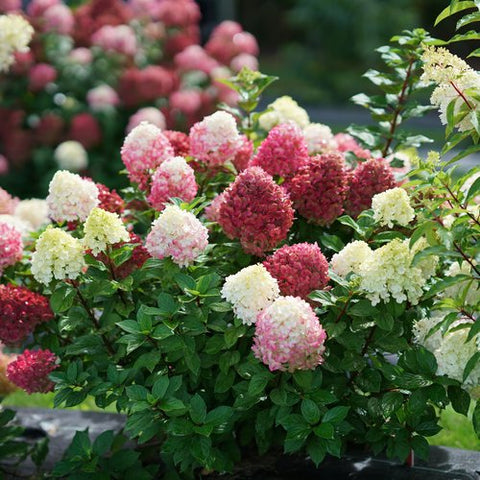 Hydrangea 'Little Lime Punch'