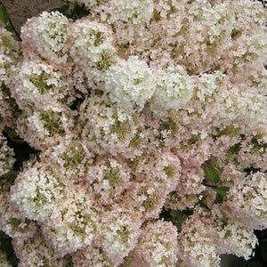 Hydrangea 'Bobo'