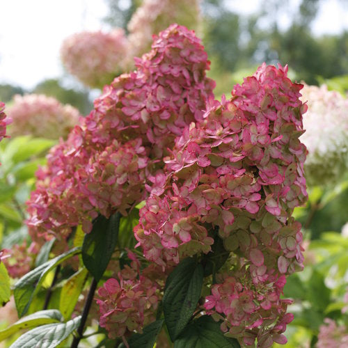 Hydrangea 'Fire Light'