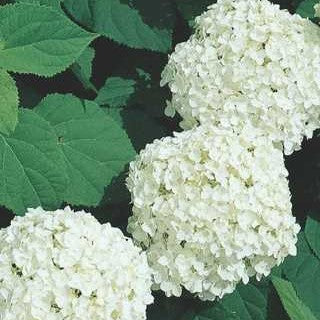 Hydrangea 'Incrediball'