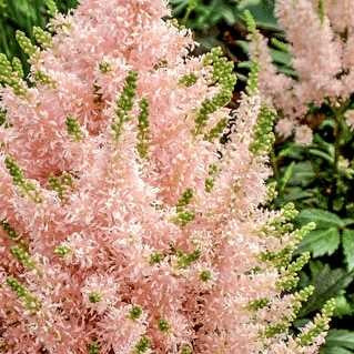 Astilbe 'Visions Inferno'