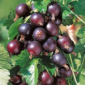 Currant Jostaberry