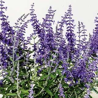 Russian Sage 'Lacey Blue'