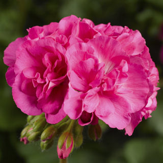 Geranium Calliope 'Large Pink'