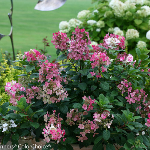 Hydrangea 'Little Quick Fire'