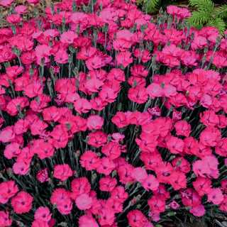 Dianthus 'Paint the Town Magenta'