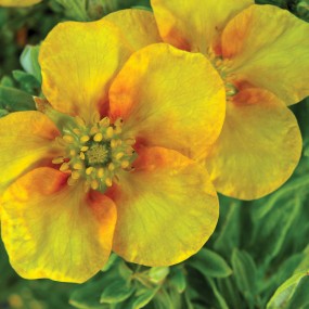 Potentilla 'Mango Tango'