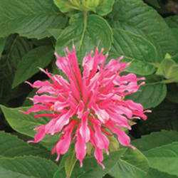 Beebalm 'Coral Reef'