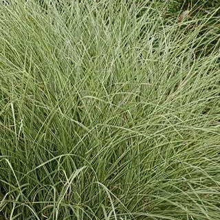 Maiden Grass 'Morning Light'