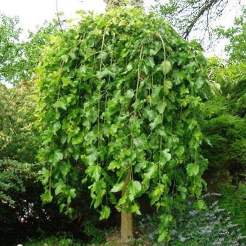 Weeping White Mulberry 'Pendula' - Tree Form