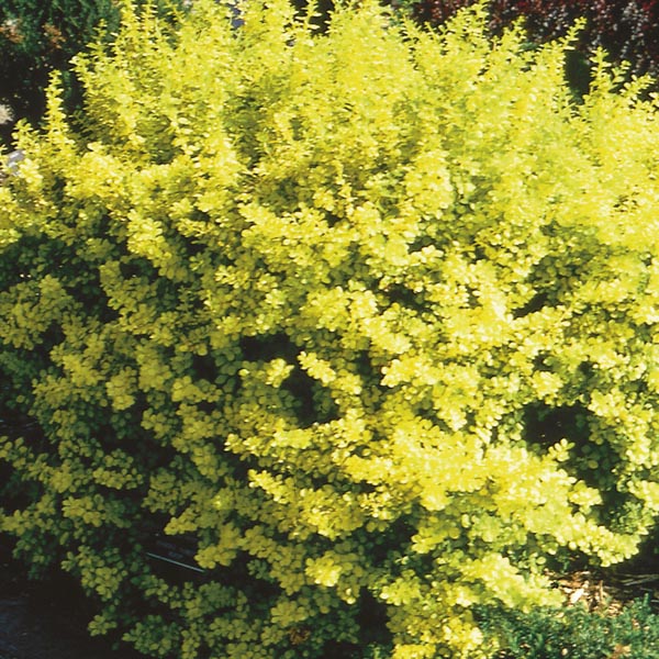 Barberry 'Aurea Nana'