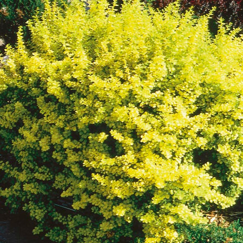 ちぇい　ザカントリーマン　 イエローアンブリッジ　スカボロフェア Shrubs – Carp Garden Centre - West Ottawa