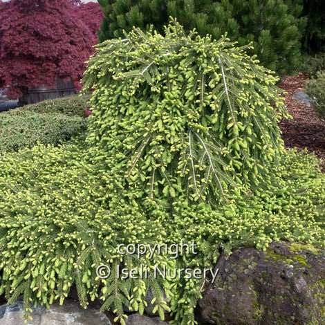 Norway Spruce 'Formanek'