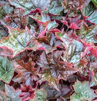 Heuchera 'Palace Purple'