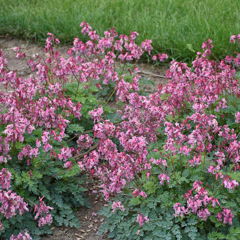 Bleeding Hearts 'Pink Diamonds'