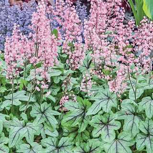 Heucherella 'Pink Fizz'