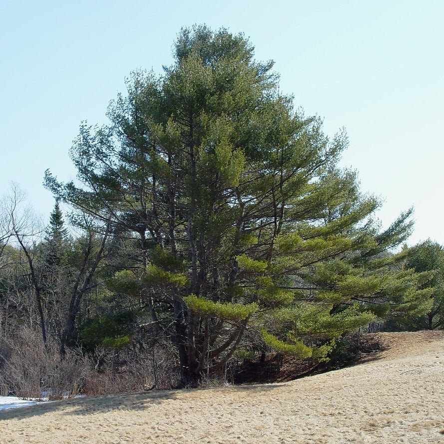 Eastern White Pine - Large Caliper