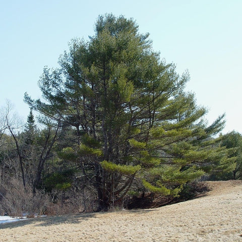 Eastern White Pine - Large Caliper