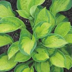 Hosta 'Pocketful of Sunshine'