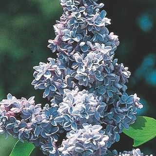 Lilac 'President Grevy'