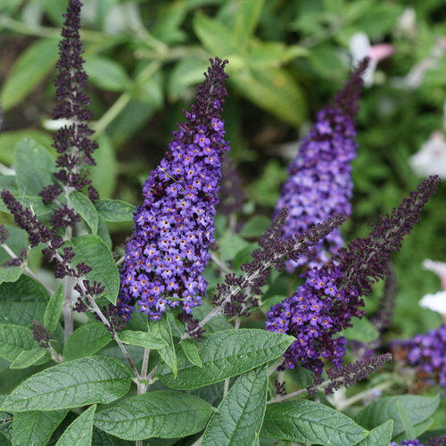 Butterfly Bush 'Pugster Blue'