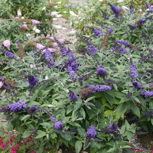 Butterfly Bush 'Pugster Blue'