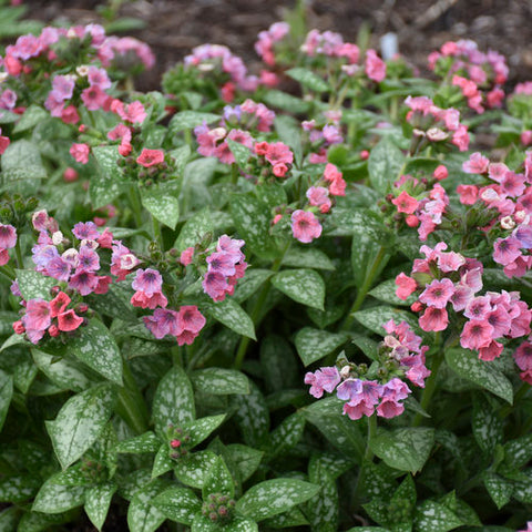 Lungwort 'Pretty in Pink'