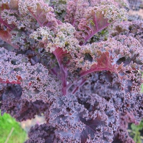 Kale 'Scarlet' - Organic